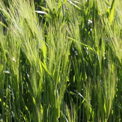 Close-up of young green barley ( hordeum vulgare ) leaves and awns in the warm spring sun