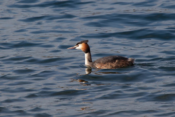 Greater Crested Grebe