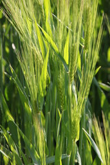Young unripe ears of barley ( hordeum vulgare ) on a corn plantation in spring