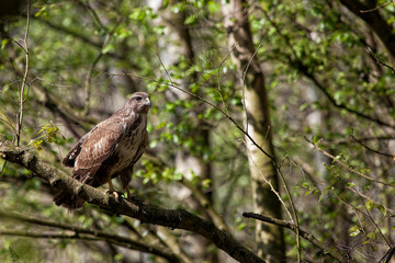 Buzzard