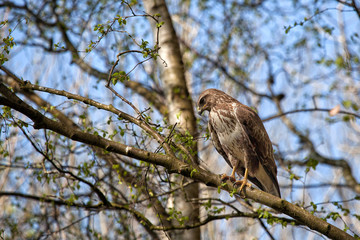 Buzzard