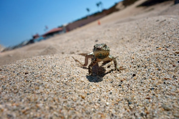 A friendly lizard at the beach,