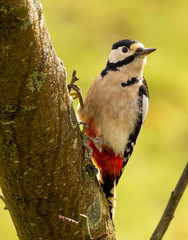 Greter spotted woodpecker on a tree
