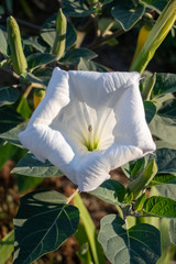 white flower at summer sunrise
