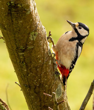 Greter spotted woodpecker on a tree