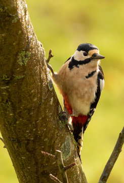 Greter spotted woodpecker on a tree