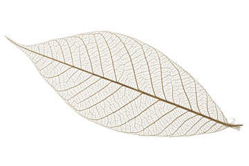 Single skeleton leaf isolated on white background