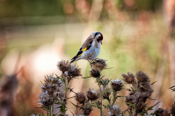 Goldfinch