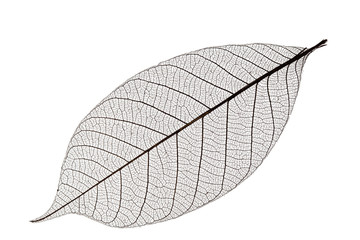 Single skeleton leaf isolated on white background - 307961038