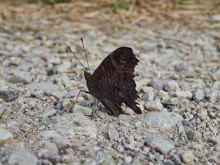 butterfly on beach