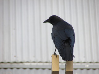 Crow on  aluminum roof