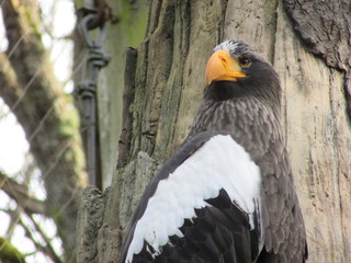 Sea eagle