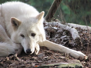 Obraz premium White wolf