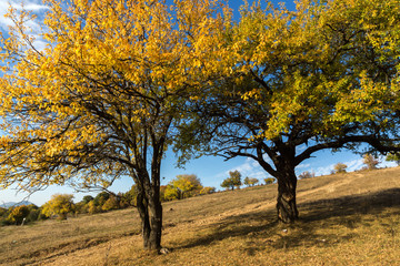 Autumn landscape of Cherna Gora mountain, Bulgaria