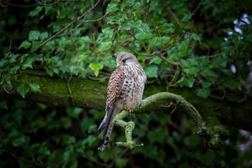 Kestrel