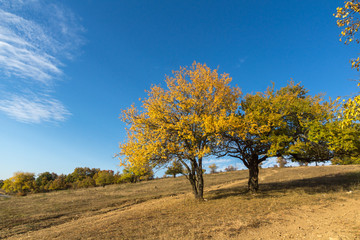 Autumn landscape of Cherna Gora mountain, Bulgaria