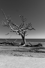 dead tree on beach, Jakill Island ga,