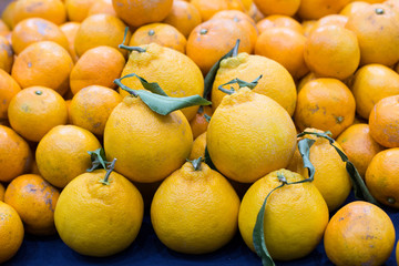 Jeju hanrabong orange and Citrus