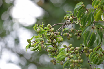 Green acorns, on the branch, closeup