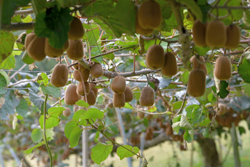 Fruits of kiwi, on the branch