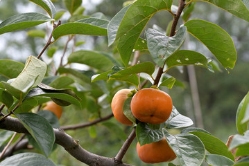 Ripe persimmon fruit, on the branch