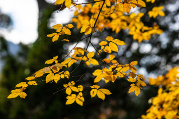 Autumnal yellow leaves on trees