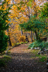 Autumnal path in a park