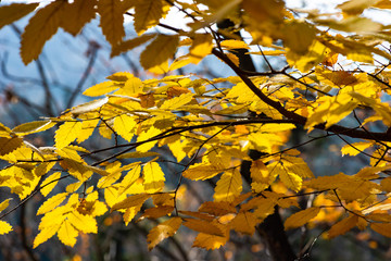 Autumnal yellow leaves on trees