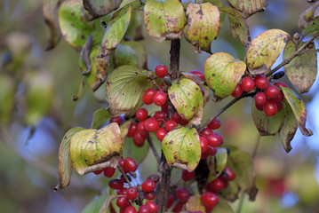 Red fruits of cornus officinalis, Beginning ripe Japanese cornelian cherry, on the branch