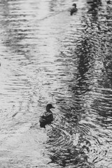 Two Mallard ducks at the bank of lake.