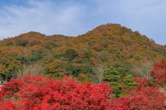 180 Best Yabakei Images Stock Photos Vectors Adobe Stock