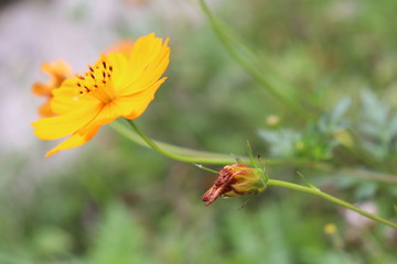 Small Yellow Flower