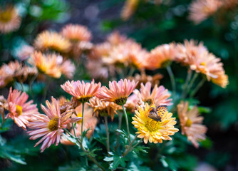 Autumnal chrysanthemum flower  in the garden