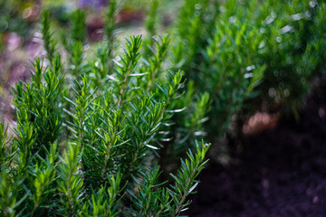 Rosemary herb in nature