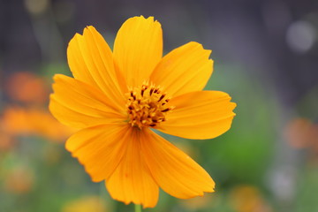 Yellow Flower
