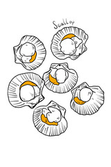 The scallops on white background 