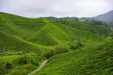 Misty morning view at tea plantation Cameron highlands, Malaysia.