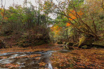 秋の岳切渓谷　大分県宇佐市　Takkiri Canyon　autumn　Ooita Usa city