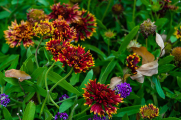 Autumnal flowers in the garden