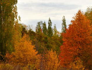 Fototapeta premium autumn forest with different leaves bright selective
