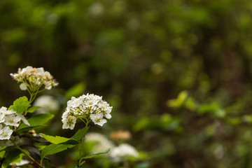 Pequena flor branca em área de vegetação verde, com insetos sob as flores. 
