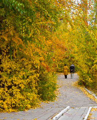 Obraz premium autumn Park yellow leaves path on it in the distance are a couple