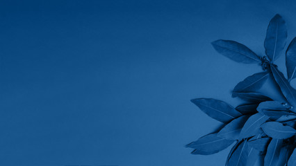 Color of the year 2020 classic blue. Banner of exotic leaves is painted in a modern color. Pantone...