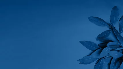 Farbe des Jahres 2020 klassisches Blau. Banner aus exotischen Blättern ist in einer modernen Farbe gemalt. Pantone-Farbe des Jahres 2020 - 19-4052. Modernes Farbkonzept. © Anna Ria