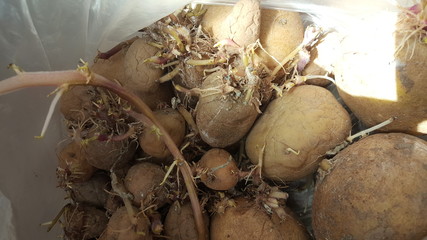 newly germinated potato