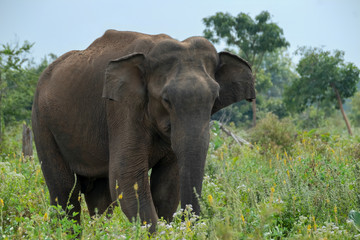 Asian Elephant (Elephas maximus maximus), Udawalawe National Park, Sri Lanka	