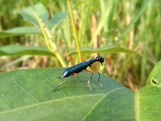 dragonfly on leaf