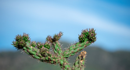A pretty blue sky brings out the beauty of this green cholla cacti in Colorado.