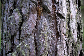 texture of pine tree bark in cool tones