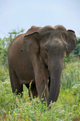 Fototapeta na wymiar Asian Elephant (Elephas maximus maximus), Udawalawe National Park, Sri Lanka 